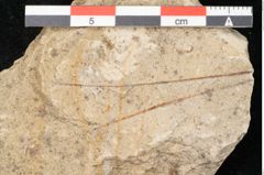 Foto (Detailansicht) von Pinus palaeolaricio Ettingshausen (NHMW-GEO-2024-0188-6371)